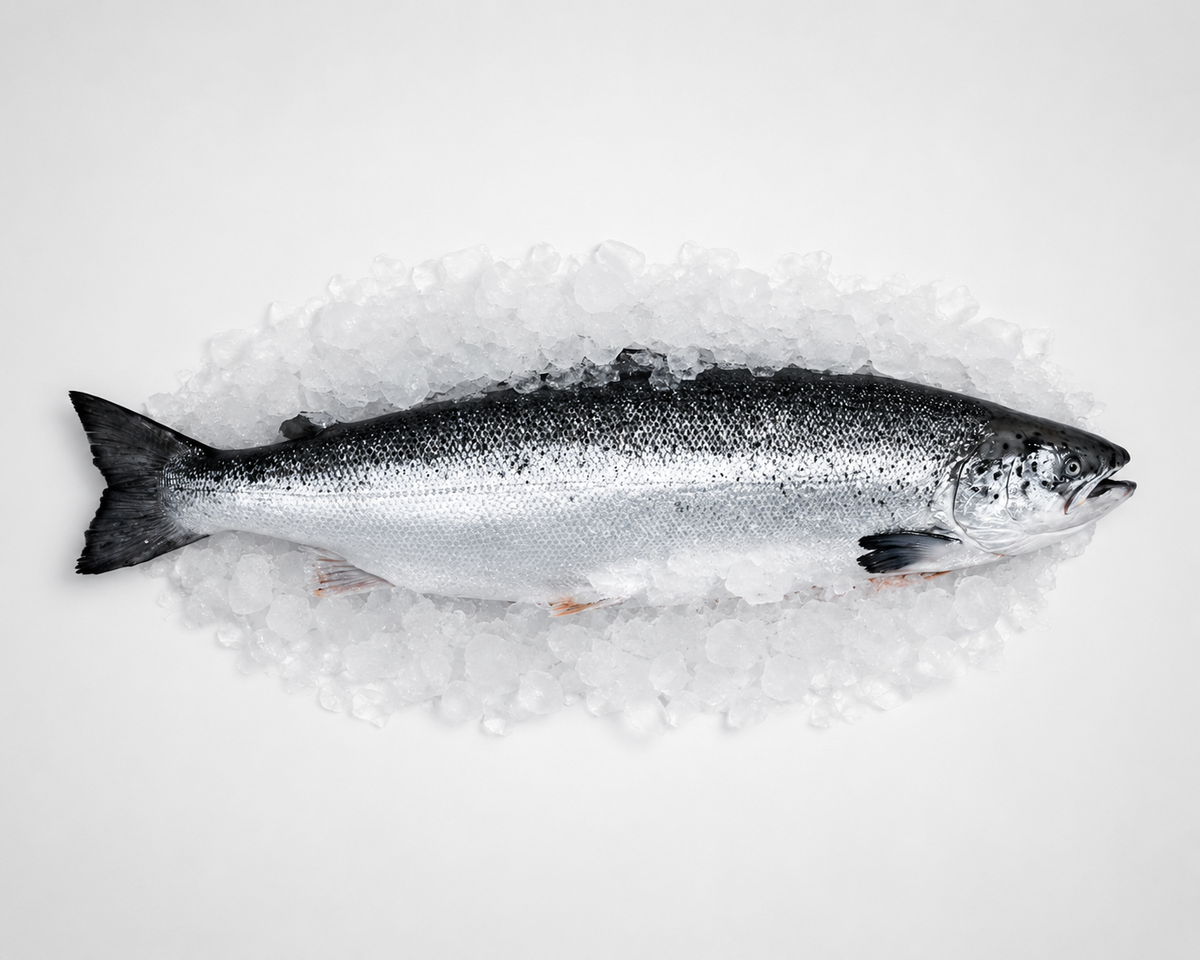 Fresh whole salmon on a bed of ice with a white background