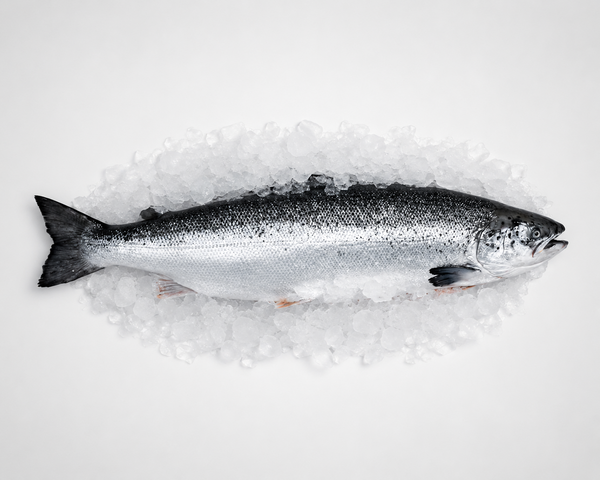Fresh whole salmon on a bed of ice with a white background