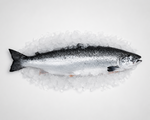 Fresh whole salmon on a bed of ice with a white background