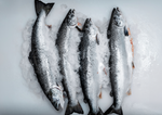 Whole Fresh Atlantic Salmon (4-5kg)